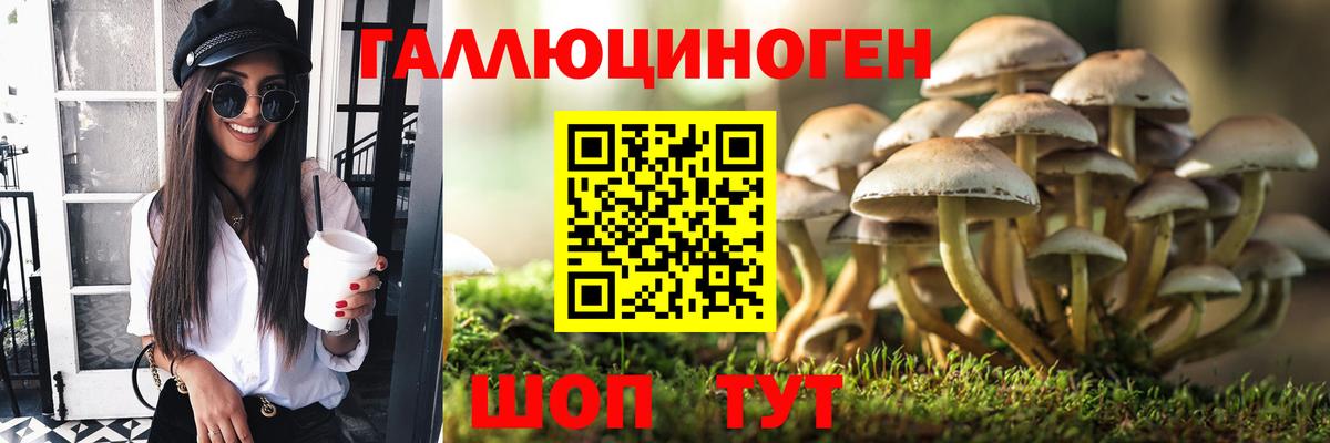 Галлюциногенные грибы Psilocybine cubensis Ачхой-Мартан
